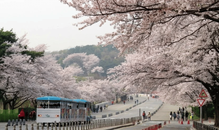 Potret suasana di Seoul Grand Park saat musim semi (koreatodo.com)