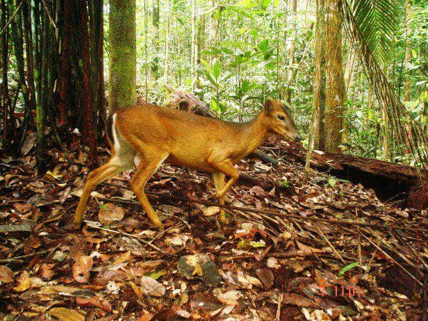 Muncak 6 Fakta Muncak Kuning Kalimantan, si Misterius yang Selalu W | IDN Times