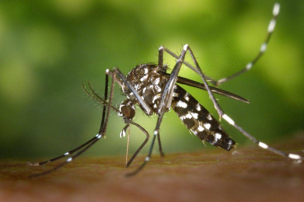 Abit Insect 4 Cara Memakai Abate dengan Benar, Jangan Asal Tabur! | IDN Times