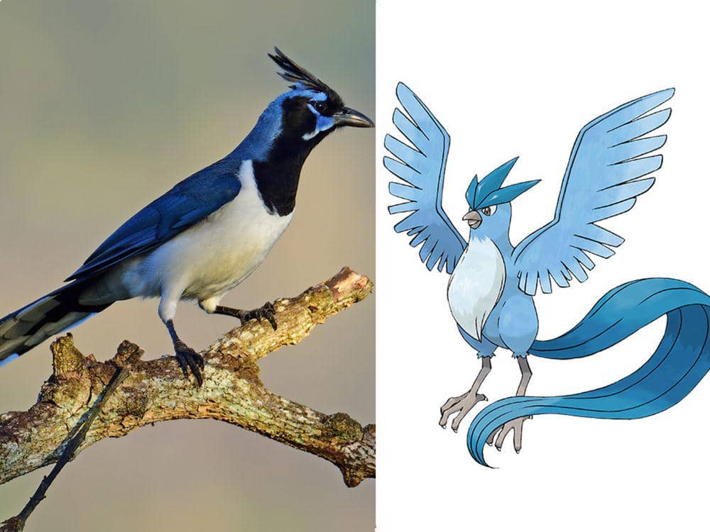 Burung Black-Throated Magpie Jay, Mirip Karakter Pokemon | IDN Times