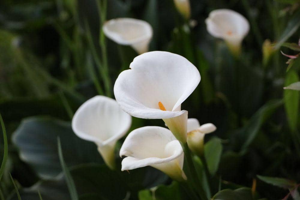 ilustrasi bunga calla lily (pixabay.com/dogdayspetportraits)