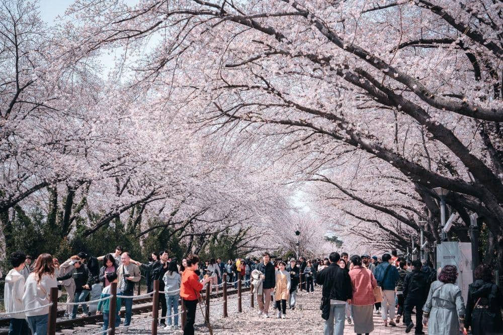 Potret sakura di Korea Selatan (twitter.com/RE30RN)