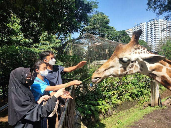 Pengunjung Memberi Makan Jerapah di Kebun Binatang Bandung