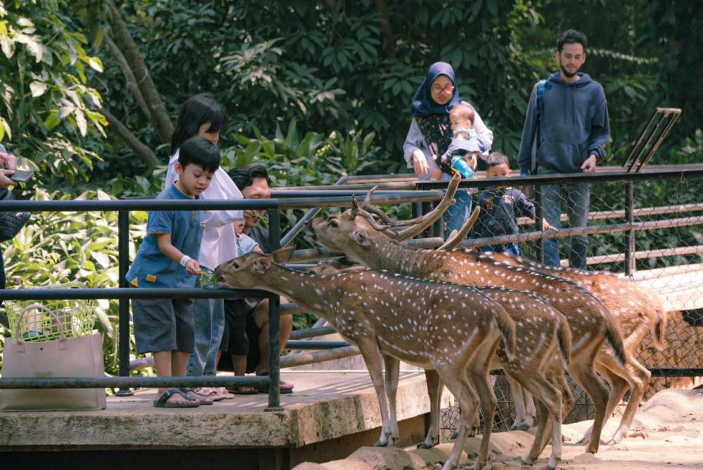 ilustrasi bermain bersama rusa (dok. Bandung Zoological Garden)