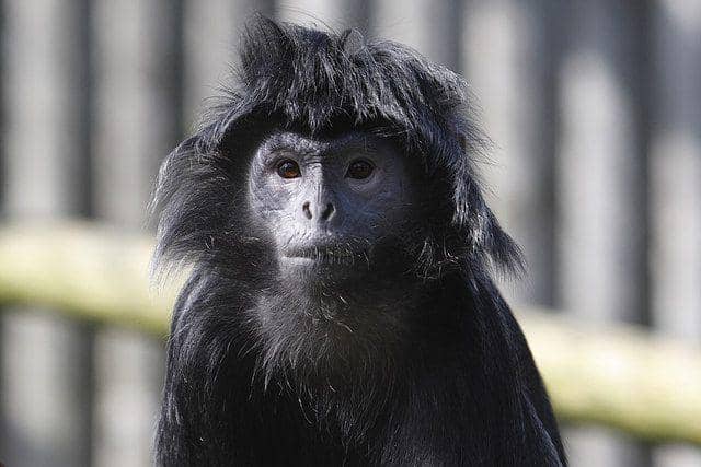 7 Fakta Terunik Lutung Budeng, Predatornya Cuma Manusia! | IDN Times