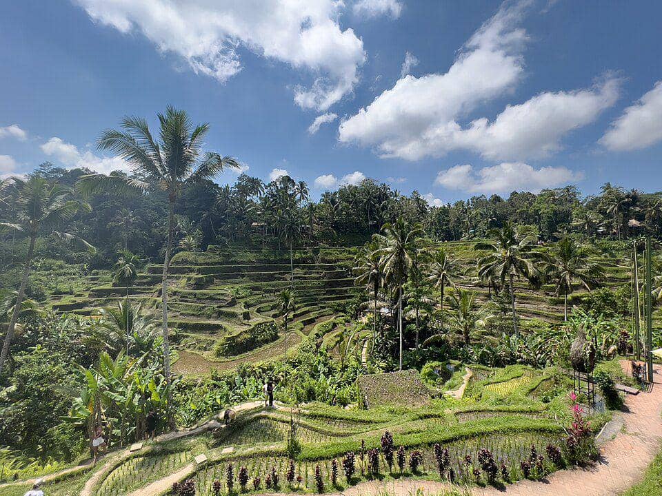 ilustrasi terasering Tegallalang di Bali, Indonesia (Wikimedia Common/Stefan Fussan)