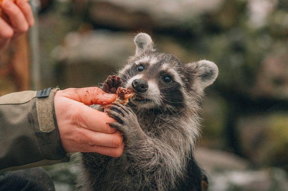 Top 5 Rakun Sekilas Mirip, Kenali Perbedaan Rakun dan Anjing Rakun | IDN Times