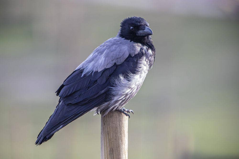 10 Fakta Burung Gagak Bertudung, Misterius dan Cerdas | IDN Times