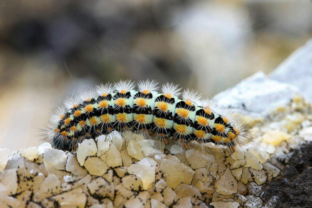 4 Fakta Ilmiah Terkait Molting pada Hewan, Menarik!