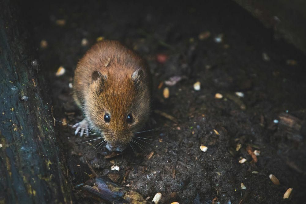 4 Alasan Ilmiah Mengapa Gigi Tikus Terus Tumbuh Sepanjang Hidupnya