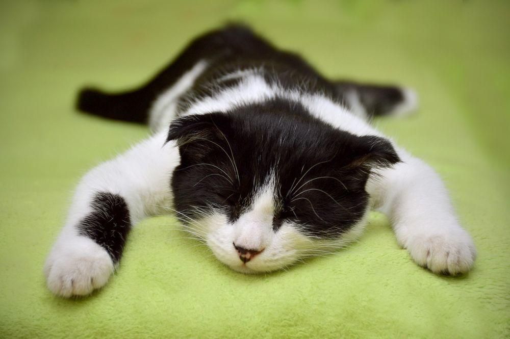 Kenapa Tubuh Kucing Sangat Lentur?