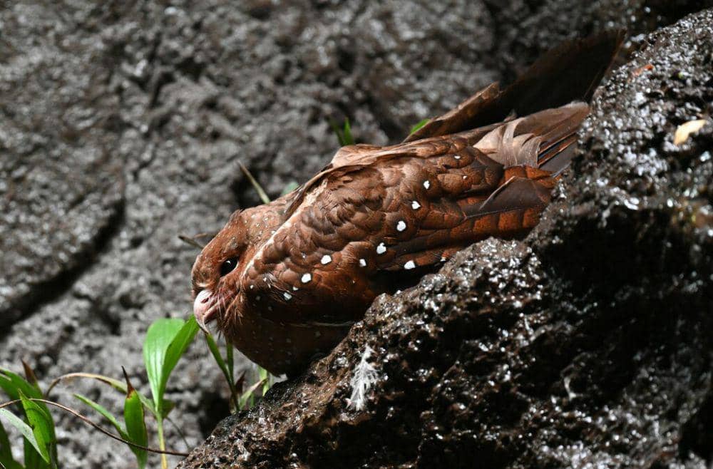 Oilbird 7 Fakta Oilbird, Burung Malam yang Suka Makan Buah! | IDN Times