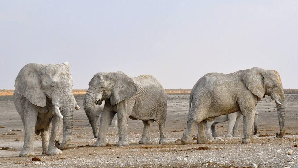 Benarkah Gajah Bisa Mendengar Melalui Kaki? Ini Penjelasannya