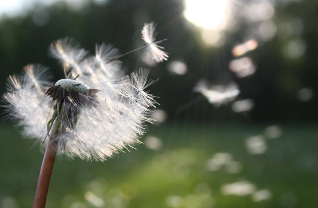 ilustrasi dandelion (pexels.com/nita)