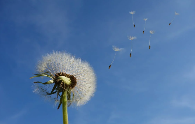 ilustrasi dandelion (pexels.com/pixabay)