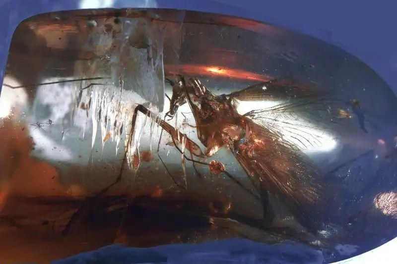 Fosil kecoak purba yang terjebak di dalam amber (newscientist.com