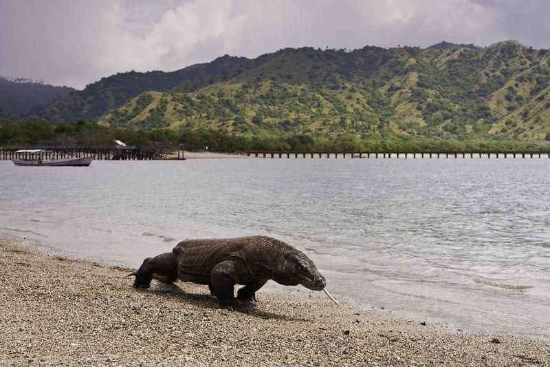 4 Hewan yang Habitatnya di Pulau Komodo Selain Komodo