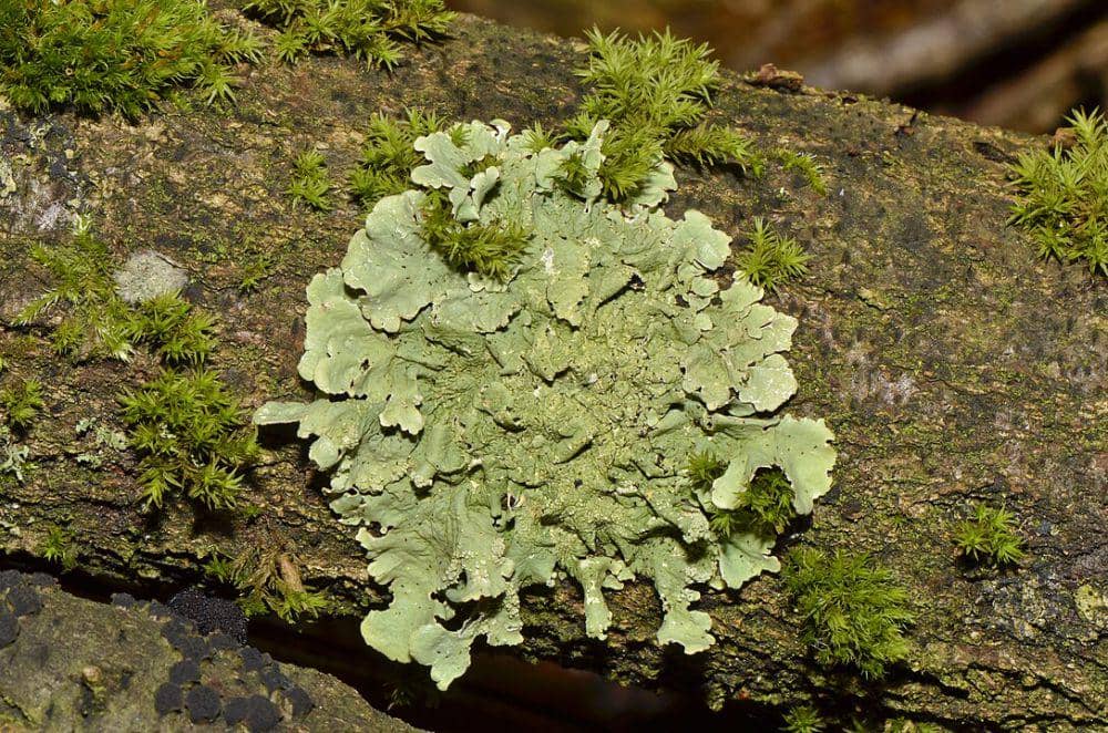 Lichen Hasil Simbiosis Jamur dan Alga | IDN Times