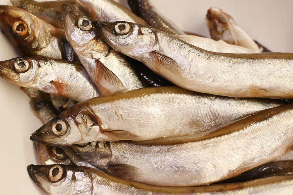 ilustrasi ikan mentah (pixabay.com/Irenna_____)