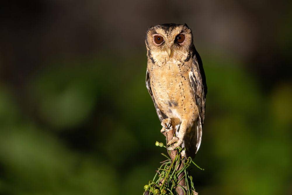 5 Fakta Menarik Celepuk Reban, Burung Hantu Endemik Kepulaua | IDN Times