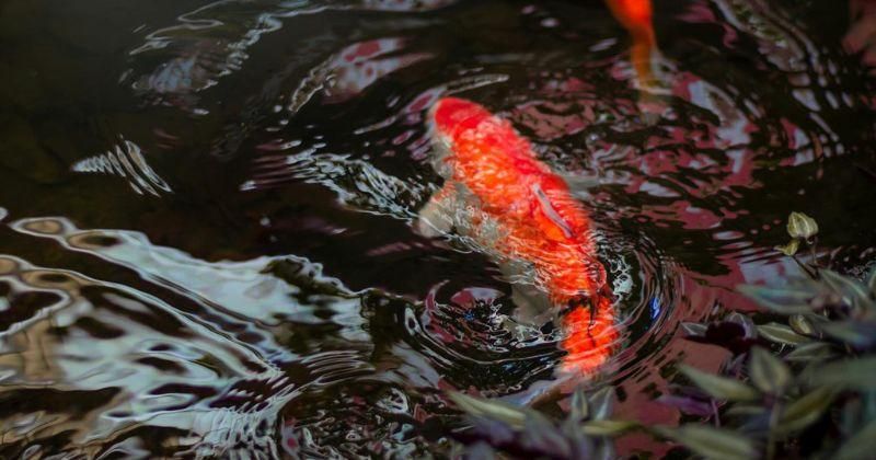 Dipercaya Feng Shui, Benarkah Ikan Mas Pembawa Hoki?