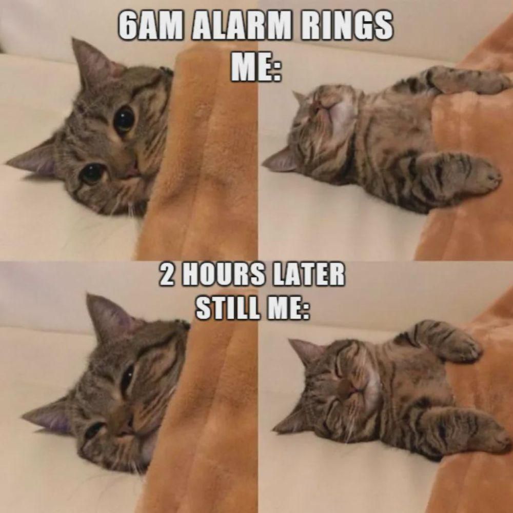potret meme lucu kucing tentang alarm (reddit.com/user/Old_Pace_5294)