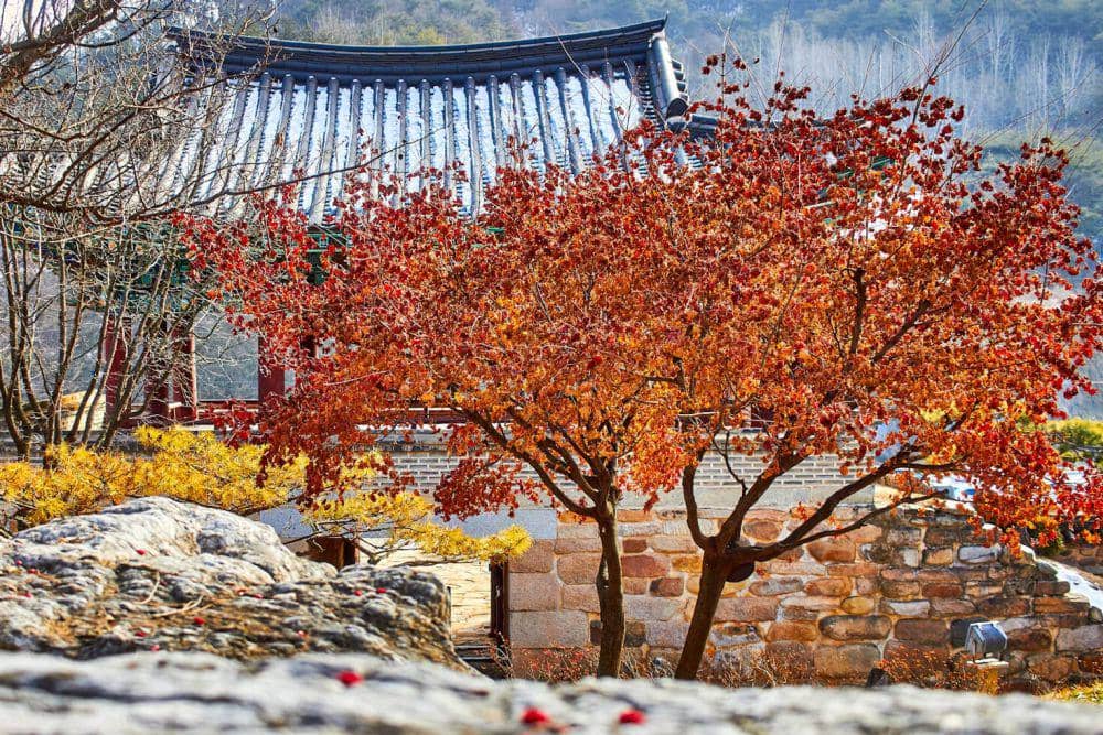 ilustrasi musim gugur di Korea Selatan (unsplash.com/Mathew Schwartz)