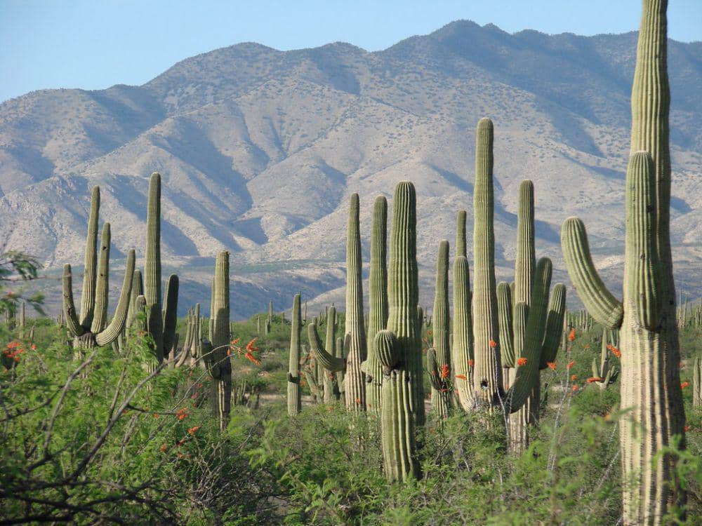 5 Fakta Kaktus Saguaro, Spesies Raksasa yang Hidup di Gurun | IDN Times