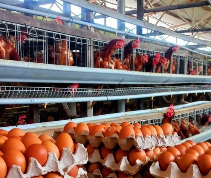 Inovasi Kandang Ayam Memengaruhi Pendapatan Peternak Sumsel
