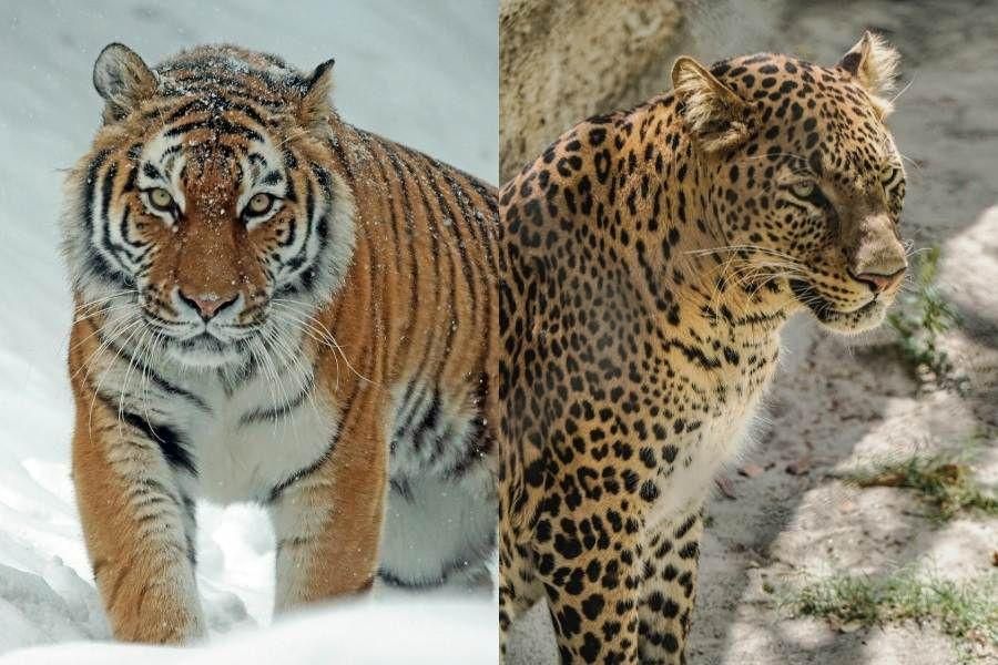 [QUIZ] Tebak Perbedaan Harimau dan Macan, Bisa Mengenalinya?