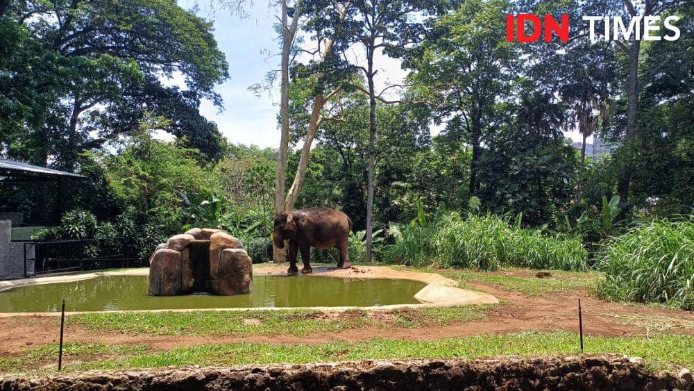 Bandung Zoo (IDN Times/Dhiya Awlia Azzahra)