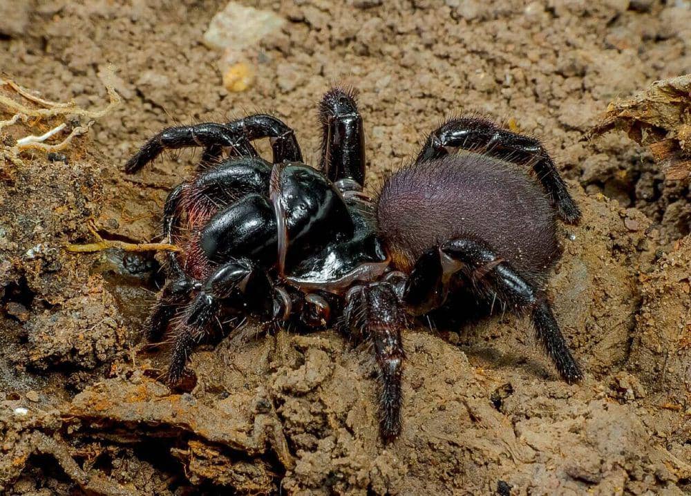 5 Fakta Mouse Spider, Laba-laba Kecil yang Bersarang di Luba | IDN Times