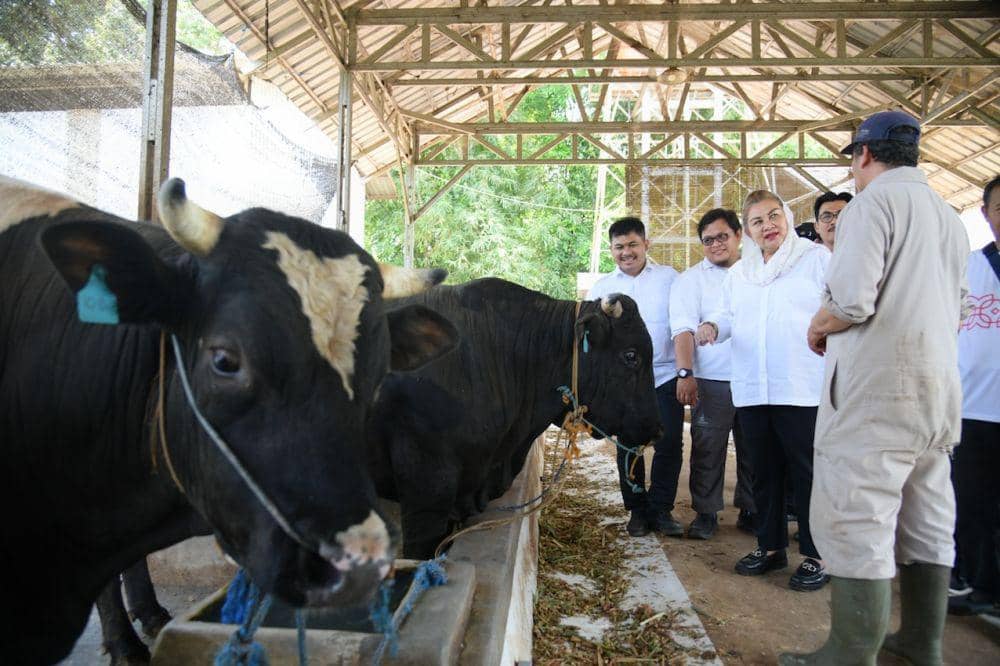 Farming Sapi Kota Semarang Garap Potensi Budidaya Sapi Wagyu di Gunungpat | IDN ...