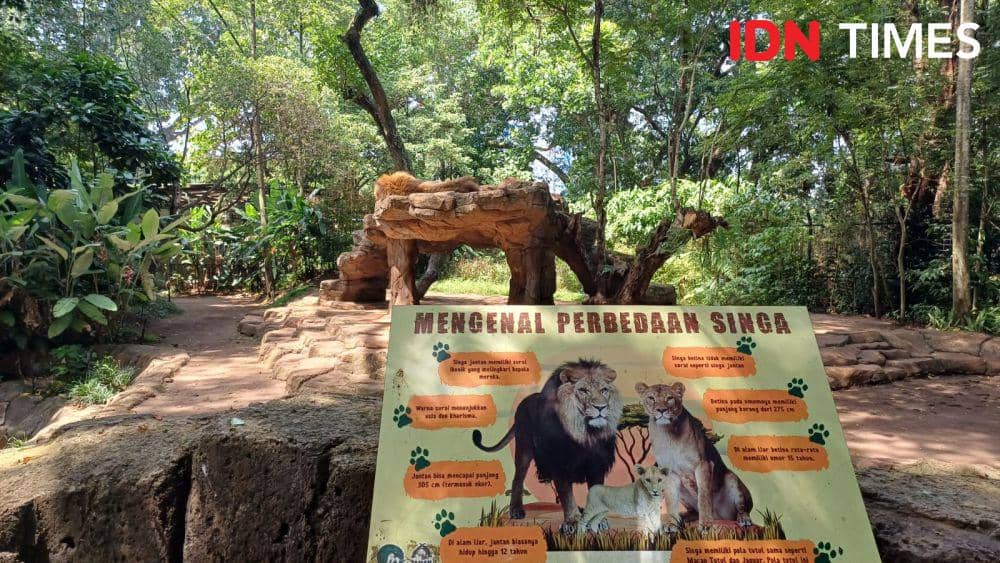 Potre kandang singa di Bandung Zoo (IDN Times/Dhiya Awlia Azzahra)