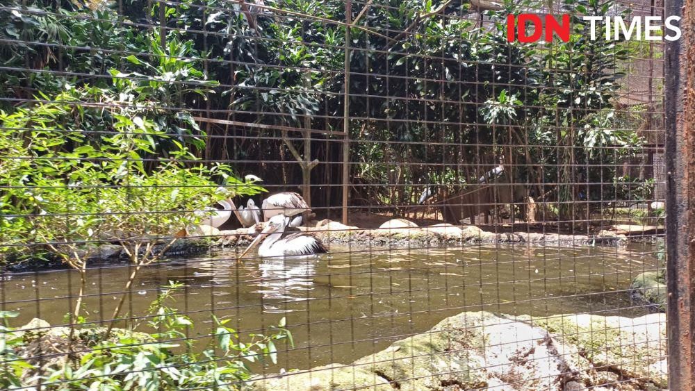 Bird Land di Bandung Zoo (IDN Times/Dhiya Awlia Azzahra)