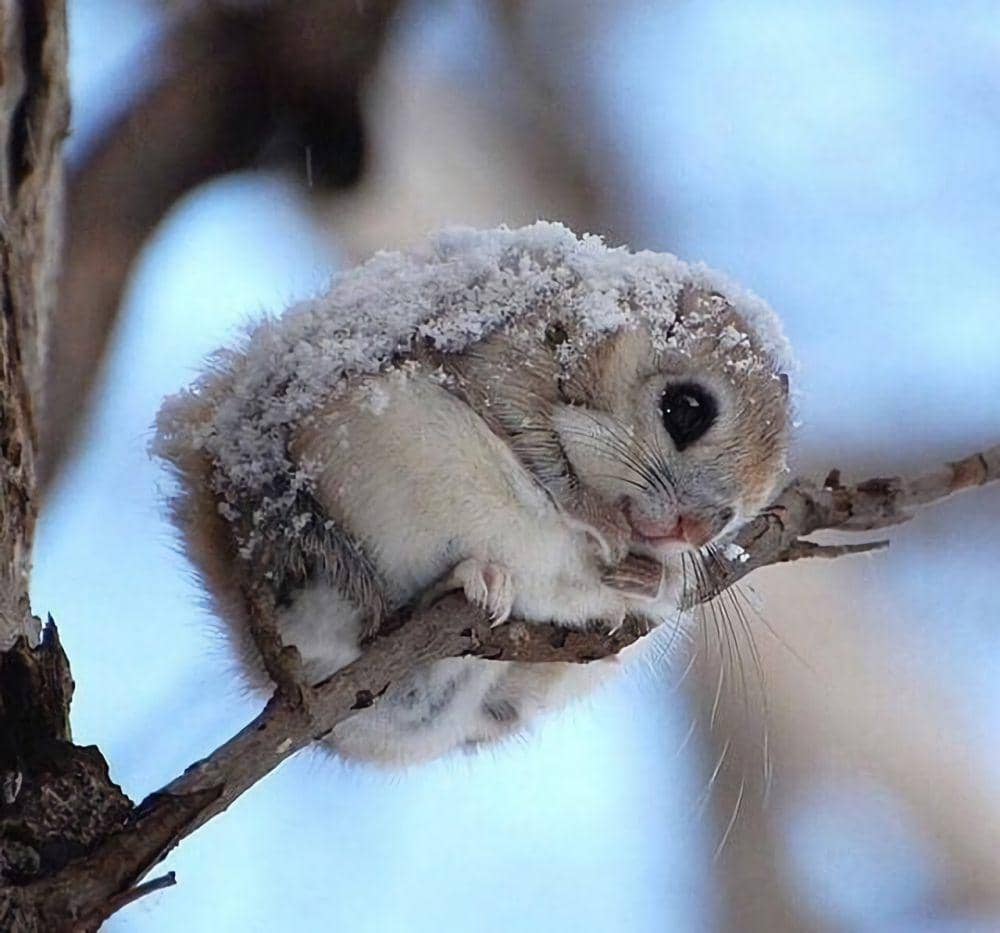 Ezo momonga tidak hibernasi (pinterest.com/pbs.twimg.com)