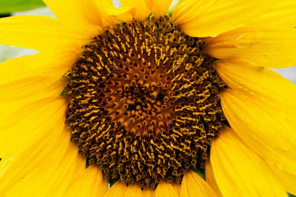 Bunga matahari (pexels.com/Kelly)