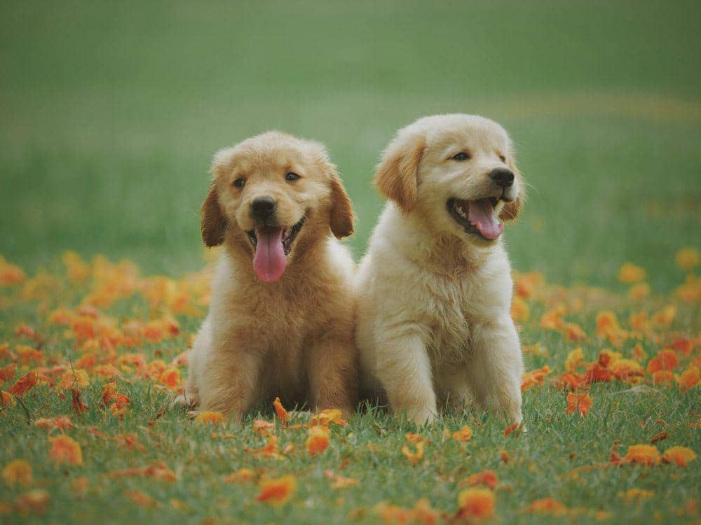 golden retriever (pexels.com/Chevanon Photography)