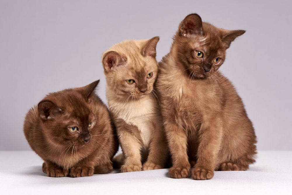 Kucing Ras Sedang 7 Ras Kucing Berkepribadian Penyayang, Populer di Tahun 2025 | IDN Times