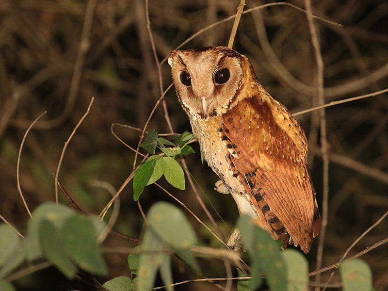 5 Fakta Serak Bukit, Burung Hantu dengan Wajah Hati | IDN Times