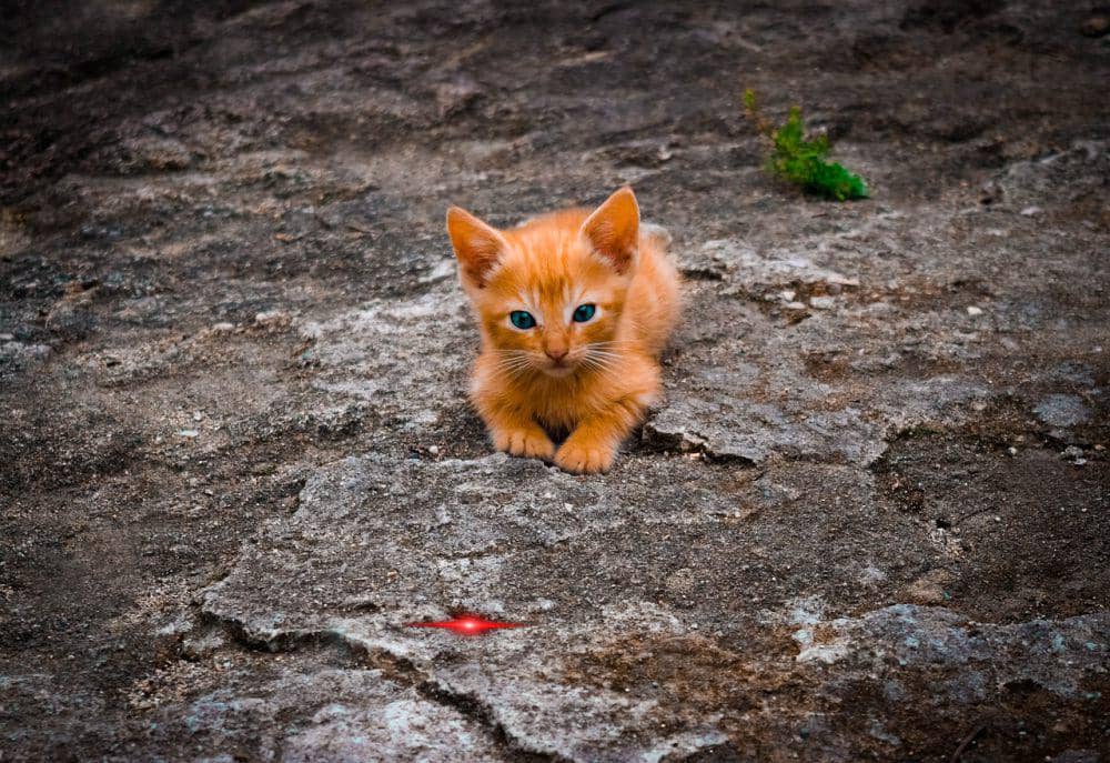 Biaya Memelihara Kucing di Indonesia, saat Dompet Diuji Tagihan Klinik ...