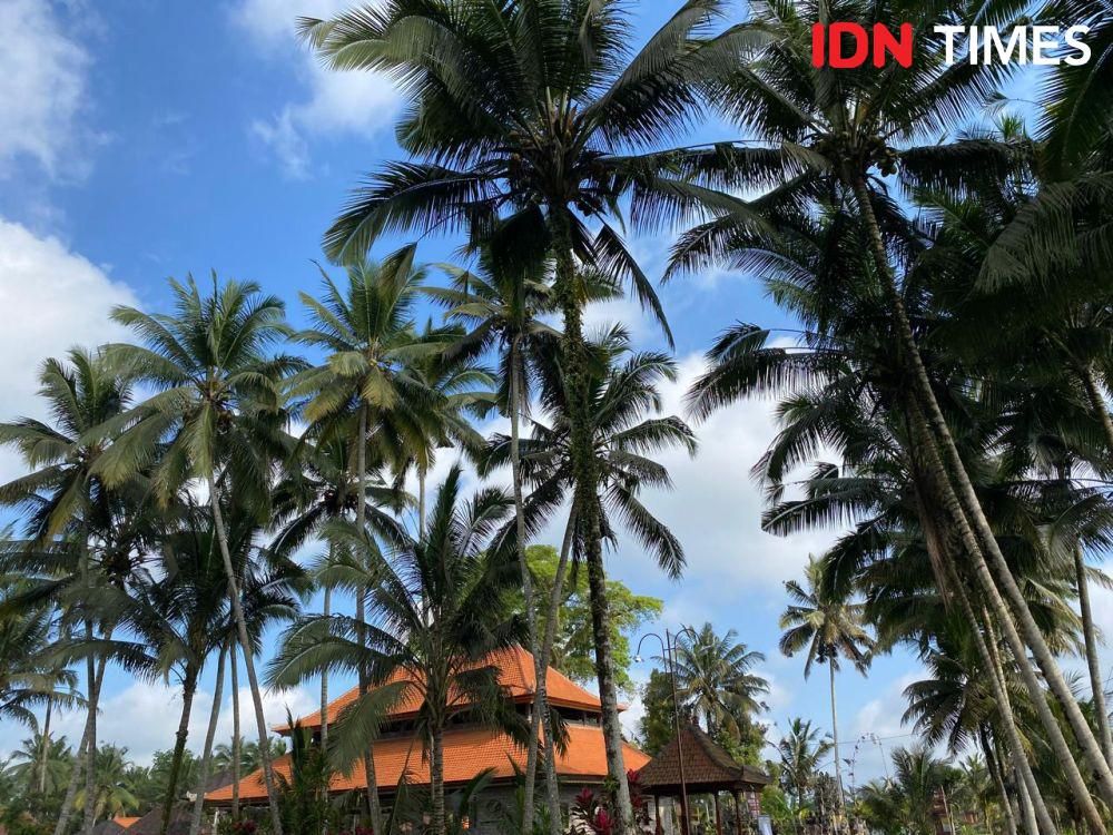 Hari Baik Menurut Hindu Bali 16 Juli 2025, Saatnya Menanam Kelapa