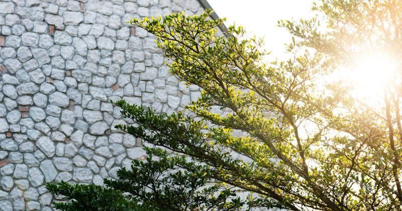 Feng Shui Pohon Depan Rumah, Ciptakan Keseimbangan Energi Positif