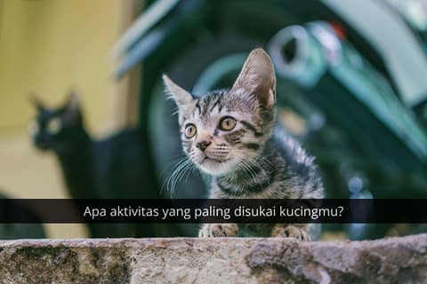 [QUIZ] Tes Kepribadian Kucing Peliharan, Apa Hasilnya? | IDN Times