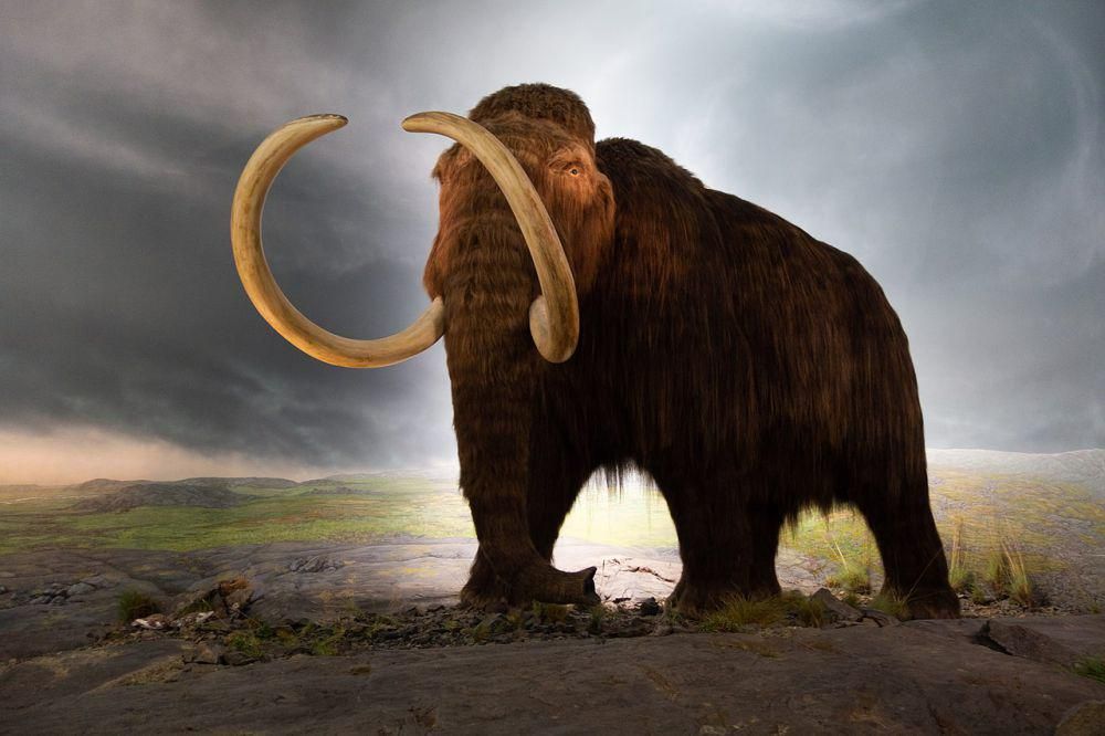 Restorasi mamut berbulu (commons.wikimedia.org/Thomas Quine)