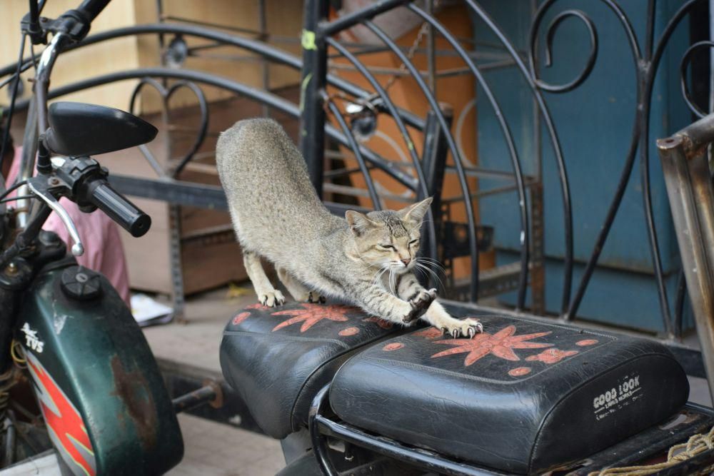 Kenapa Kucing Suka Mencakar Jok Motor hingga Sobek?
