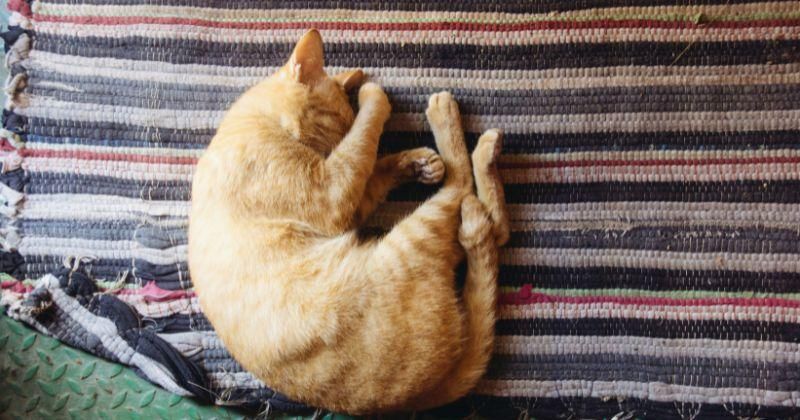 10 Ciri Kucing Stres, Salah Satunya Sering Mengeong Berlebihan