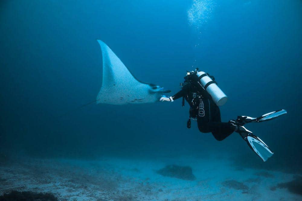 ilustrasi diving (pexels.com/Matt Waters)
