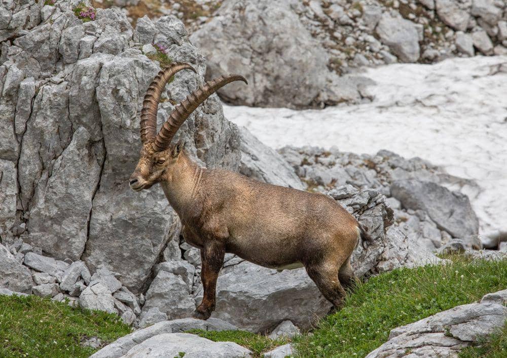 ilustrasi kambing gunung (pixabay.com/Franz)