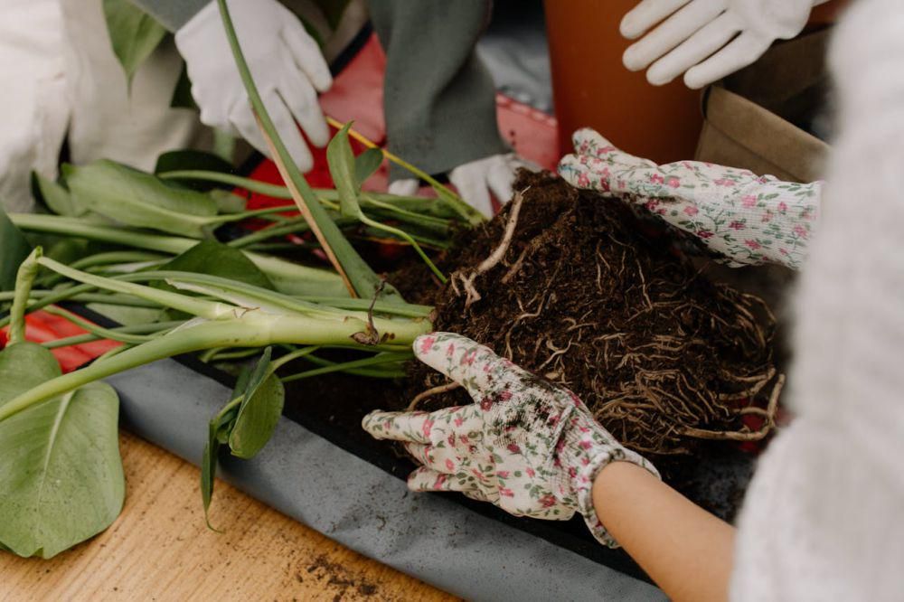 5 Kesalahan Saat Pindah Tanam yang Bikin Tanaman ‘Ngambek’